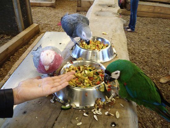 Papugarnia Carmen Szczecin